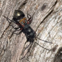 Daerlac cephalotes at QPRC LGA - 15 Apr 2024 01:38 PM