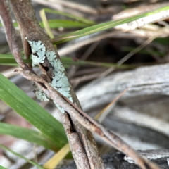 Flavoparmelia sp. at Greenleigh, NSW - 15 Apr 2024 by Hejor1