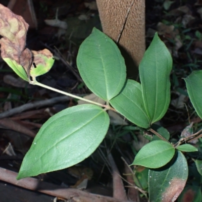 Rhodamnia rubescens (Scrub Turpentine, Brown Malletwood) at Currowan State Forest - 15 Apr 2024 by plants