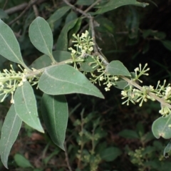 Notelaea longifolia (Long-Leaved Mock Olive) at Currowan, NSW - 15 Apr 2024 by plants