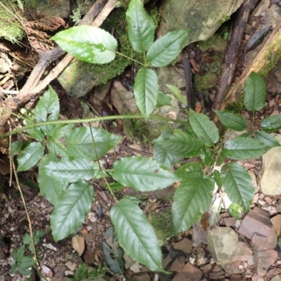Rubus nebulosus (A Native Raspberry) at Currowan, NSW - 15 Apr 2024 by plants