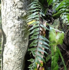 Asplenium polyodon (Willow Spleenwort) at Currowan, NSW - 15 Apr 2024 by plants