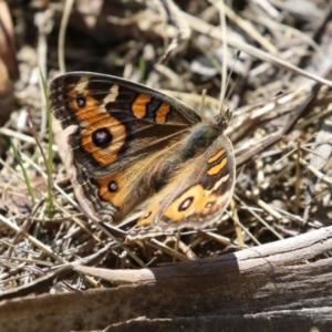 Junonia villida at Lake Tuggeranong - 15 Apr 2024