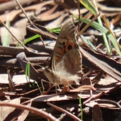 Junonia villida at Lake Tuggeranong - 15 Apr 2024