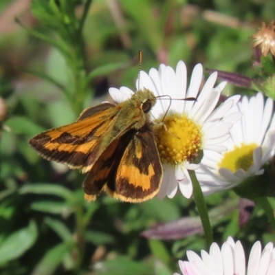 Ocybadistes walkeri (Green Grass-dart) at Lake Tuggeranong - 15 Apr 2024 by RodDeb