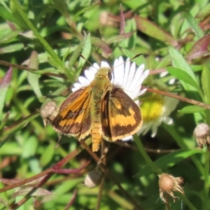 Ocybadistes walkeri at Lake Tuggeranong - 15 Apr 2024