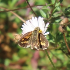 Ocybadistes walkeri at Lake Tuggeranong - 15 Apr 2024