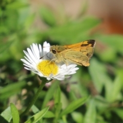 Ocybadistes walkeri at Lake Tuggeranong - 15 Apr 2024