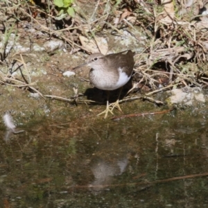 Actitis hypoleucos at TUG100: North-East Lake Tuggeronong - 15 Apr 2024