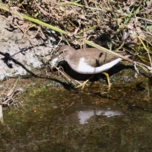 Actitis hypoleucos at TUG100: North-East Lake Tuggeronong - 15 Apr 2024