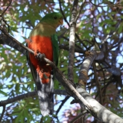 Alisterus scapularis (Australian King-Parrot) at Lake Tuggeranong - 15 Apr 2024 by RodDeb