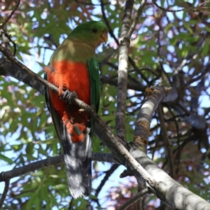 Alisterus scapularis at Lake Tuggeranong - 15 Apr 2024