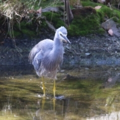 Egretta novaehollandiae (White-faced Heron) at Lake Tuggeranong - 15 Apr 2024 by RodDeb