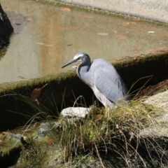 Egretta novaehollandiae at Lake Tuggeranong - 15 Apr 2024