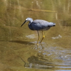 Egretta novaehollandiae at Lake Tuggeranong - 15 Apr 2024