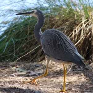 Egretta novaehollandiae at Lake Tuggeranong - 15 Apr 2024