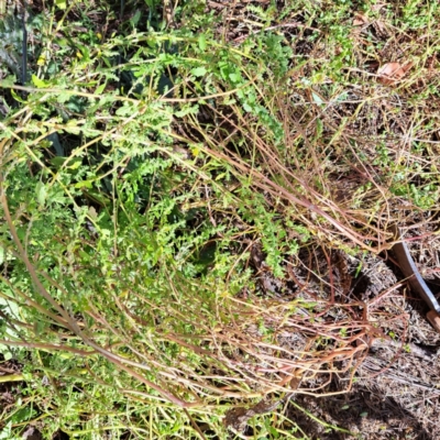 Dysphania pumilio (Small Crumbweed) at Mount Majura - 15 Apr 2024 by abread111