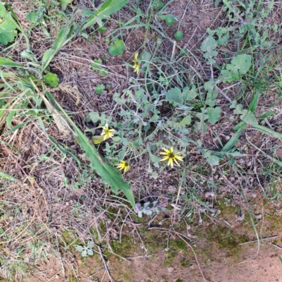 Arctotheca calendula (Capeweed, Cape Dandelion) at Mount Majura - 15 Apr 2024 by abread111