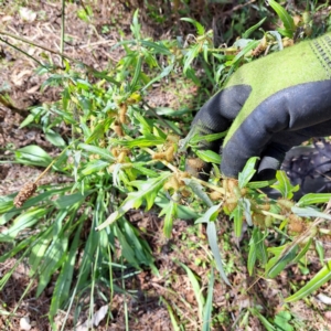 Xanthium spinosum at Mount Majura - 15 Apr 2024 12:04 PM