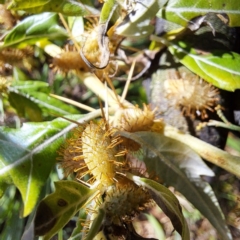 Xanthium spinosum at Mount Majura - 15 Apr 2024 12:04 PM