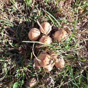 Coprinellus etc. at Watson, ACT - 15 Apr 2024 03:40 PM