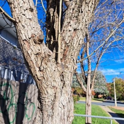 Crataegus monogyna (Hawthorn) at Watson, ACT - 15 Apr 2024 by abread111