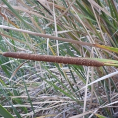 Typha domingensis (Bullrush) at Kambah, ACT - 12 Apr 2024 by HelenCross