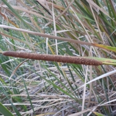Typha domingensis (Bullrush) at Lions Youth Haven - Westwood Farm - 12 Apr 2024 by HelenCross