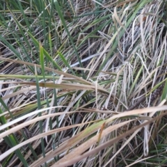 Typha domingensis at Lions Youth Haven - Westwood Farm A.C.T. - 12 Apr 2024