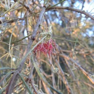 Amyema cambagei (Sheoak Mistletoe) at Lions Youth Haven - Westwood Farm A.C.T. - 12 Apr 2024 by HelenCross