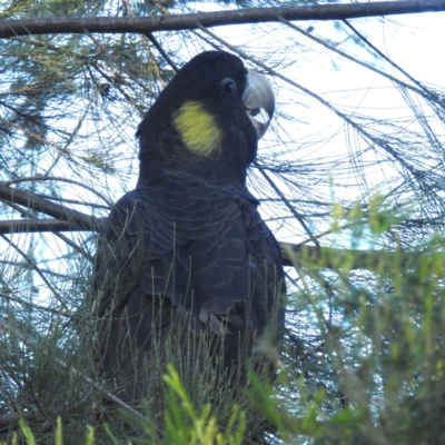 Zanda funerea (Yellow-tailed Black-Cockatoo) at Acton, ACT - 15 Apr 2024 by HelenCross