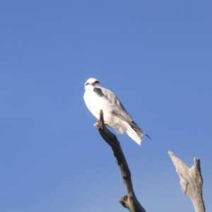 Elanus axillaris at Mount Mugga Mugga - 15 Apr 2024 04:38 PM