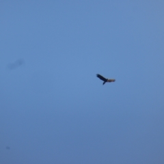 Aquila audax (Wedge-tailed Eagle) at Isaacs Ridge - 15 Apr 2024 by Mike