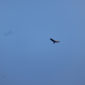 Aquila audax at Isaacs Ridge - 15 Apr 2024 05:39 PM