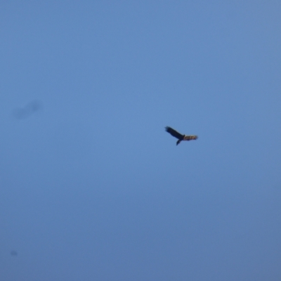 Aquila audax (Wedge-tailed Eagle) at Isaacs Ridge - 15 Apr 2024 by Mike