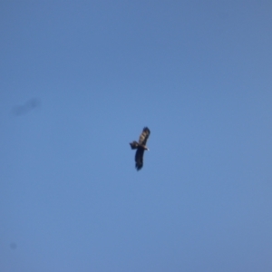 Aquila audax at Isaacs Ridge - 15 Apr 2024 05:39 PM