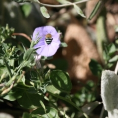 Amegilla (Zonamegilla) asserta (Blue Banded Bee) at Weston, ACT - 9 Mar 2024 by kattykat