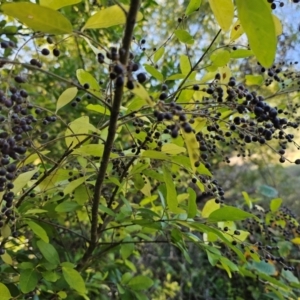 Ligustrum sinense at Jerrabomberra Wetlands - 15 Apr 2024