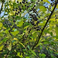 Ligustrum sinense at Jerrabomberra Wetlands - 15 Apr 2024