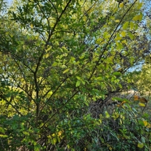 Ligustrum sinense at Jerrabomberra Wetlands - 15 Apr 2024