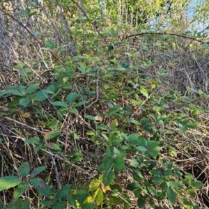 Rubus anglocandicans at Jerrabomberra Wetlands - 15 Apr 2024