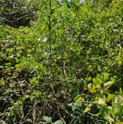Lycium ferocissimum (African Boxthorn) at Fyshwick, ACT - 15 Apr 2024 by Jiggy