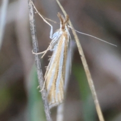 Hednota species near grammellus (Pyralid or snout moth) at Hughes Grassy Woodland - 15 Apr 2024 by LisaH
