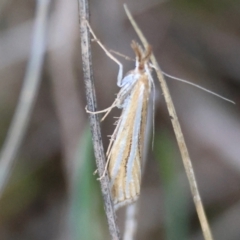 Hednota species near grammellus at GG95 - 15 Apr 2024