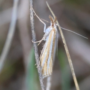 Hednota species near grammellus at GG95 - 15 Apr 2024 01:00 PM