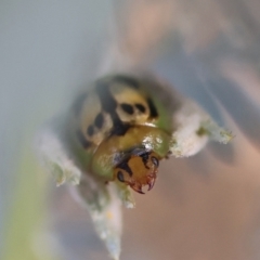 Peltoschema hamadryas (Hamadryas leaf beetle) at Deakin, ACT - 15 Apr 2024 by LisaH