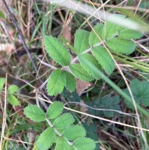 Sorbus domestica at Mount Majura - 15 Apr 2024