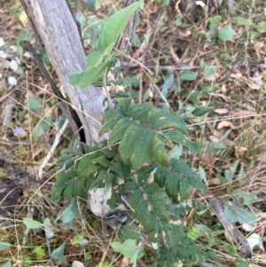 Sorbus domestica at Mount Majura - 15 Apr 2024 04:51 PM