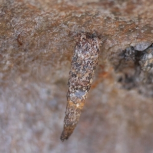 Conoeca or Lepidoscia (genera) IMMATURE at Red Hill, ACT - suppressed