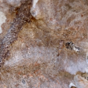 Lepidoscia (genus) IMMATURE at Red Hill, ACT - 15 Apr 2024